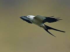 Swallow-tailed Kite