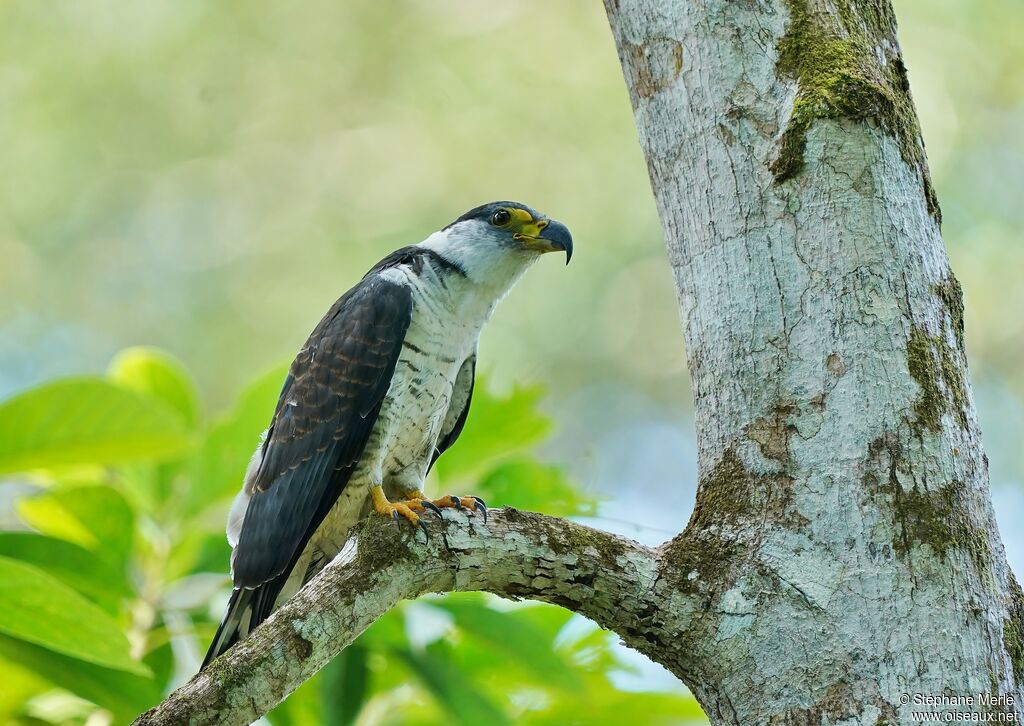 Hook-billed Kiteimmature