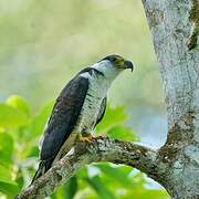 Hook-billed Kite