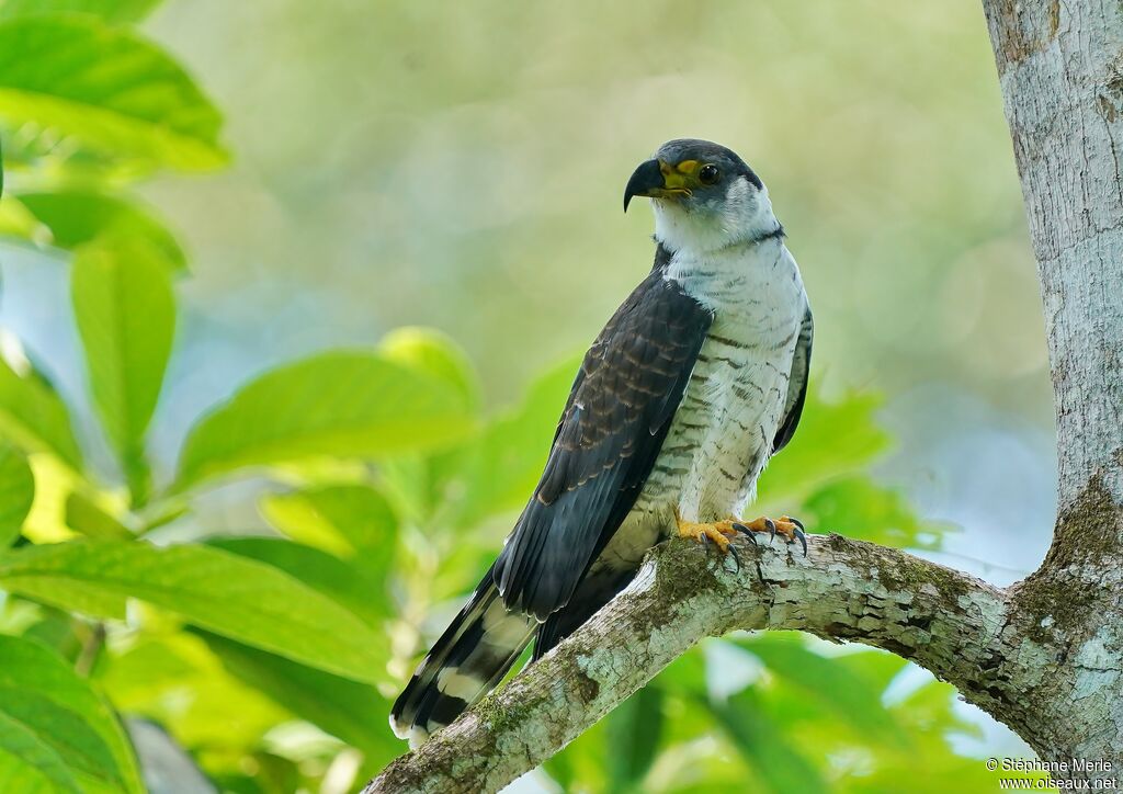 Hook-billed Kite