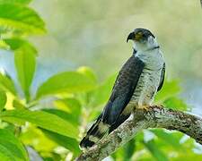 Hook-billed Kite