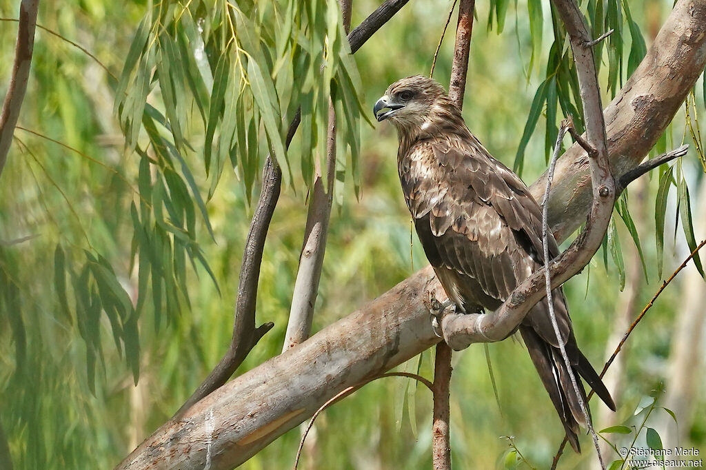 Black Kite (govinda)adult