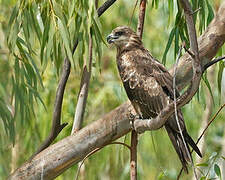 Black Kite (govinda)