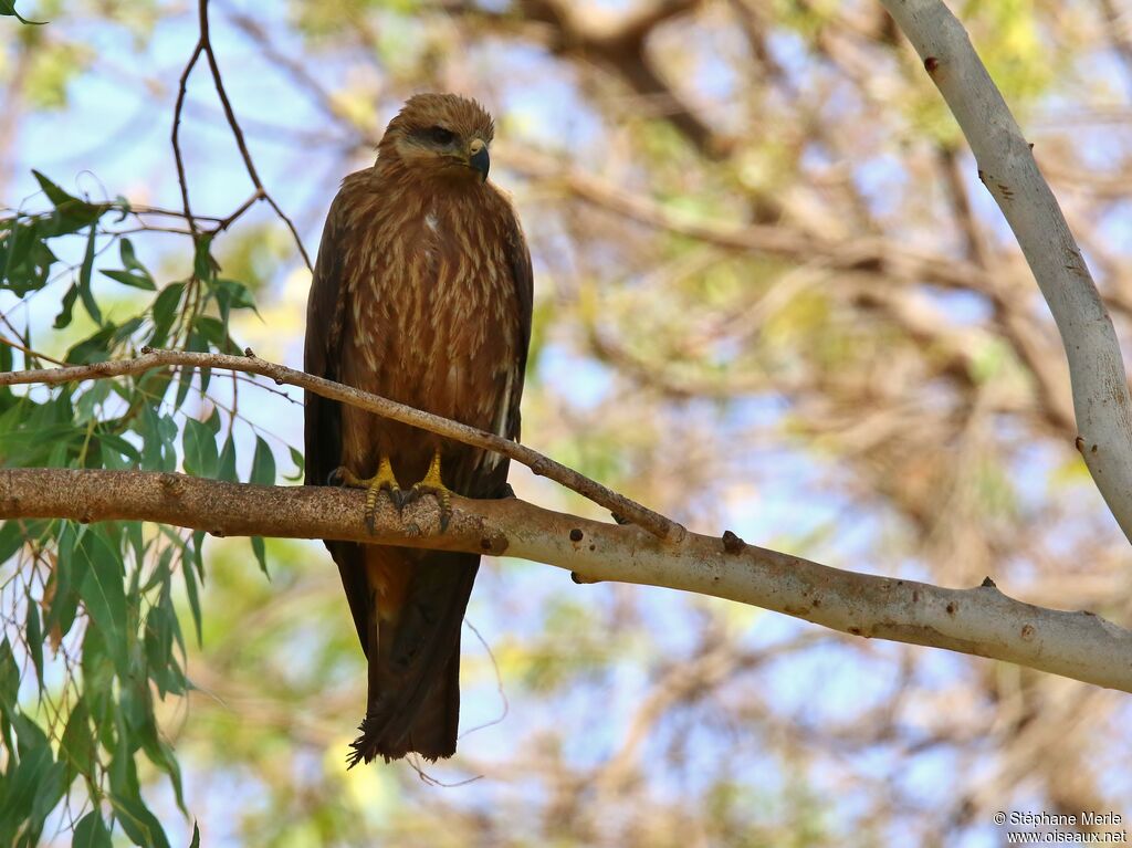 Black Kiteadult