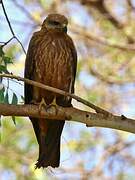 Black Kite