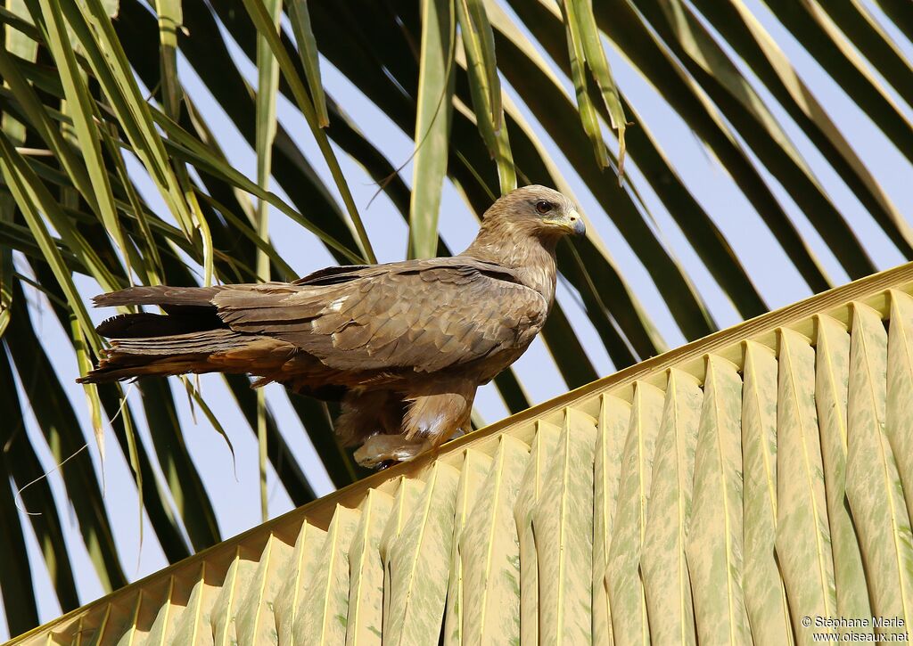 Black Kiteadult