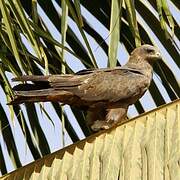 Black Kite