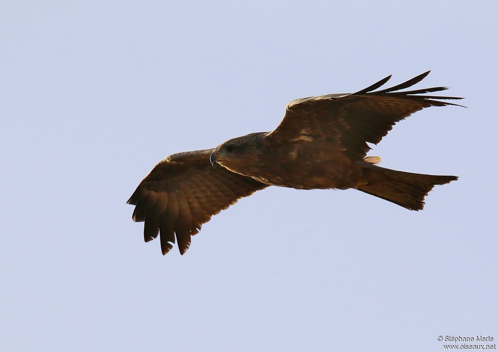 Black Kite