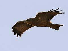 Black Kite