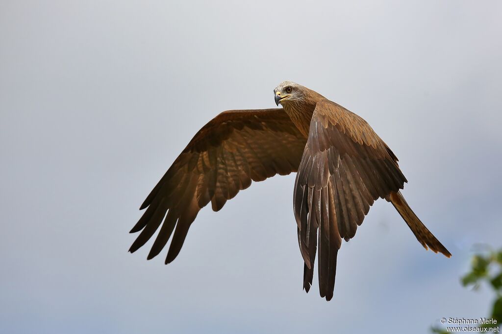 Black Kite