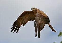 Black Kite