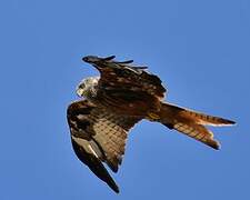 Red Kite