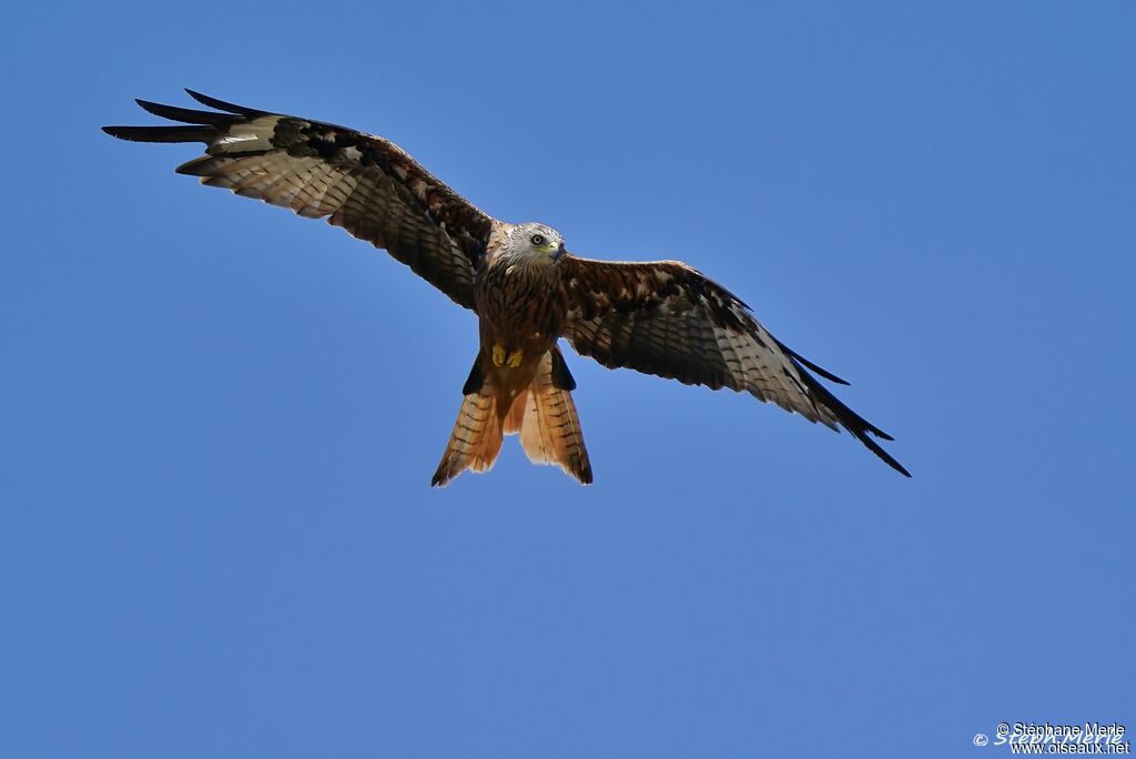 Red Kite