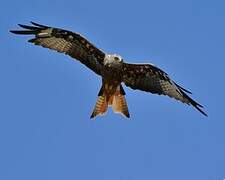 Red Kite