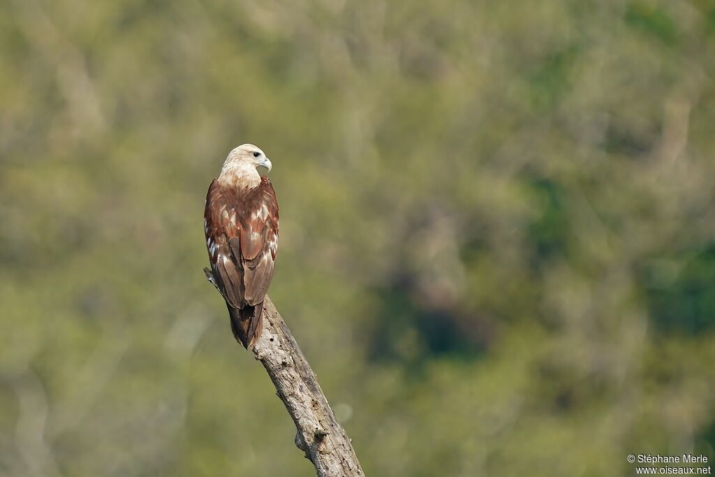 Brahminy Kiteadult