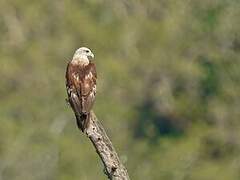 Brahminy Kite