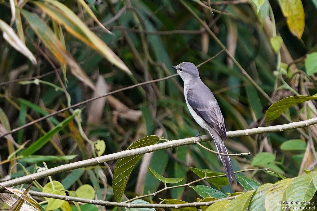 Minivet cendréadulte