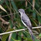 Minivet cendré