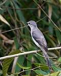 Minivet cendré