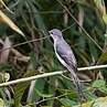 Ashy Minivet