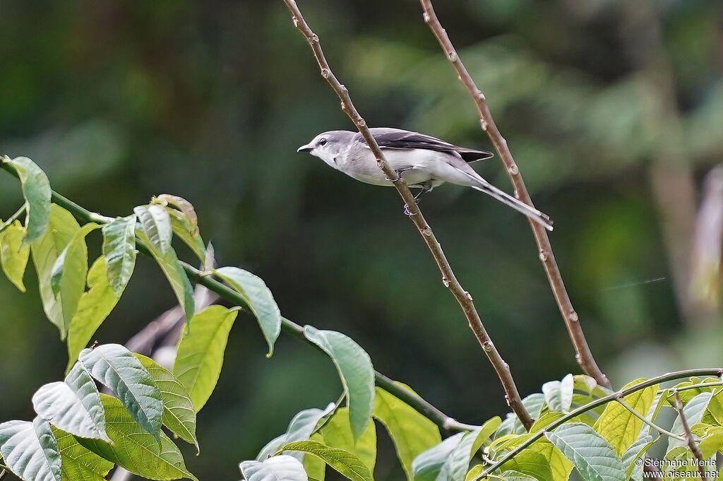 Minivet cendré femelle adulte