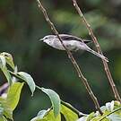 Ashy Minivet
