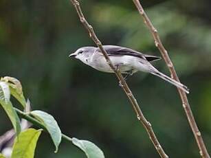 Minivet cendré