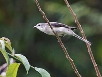 Ashy Minivet