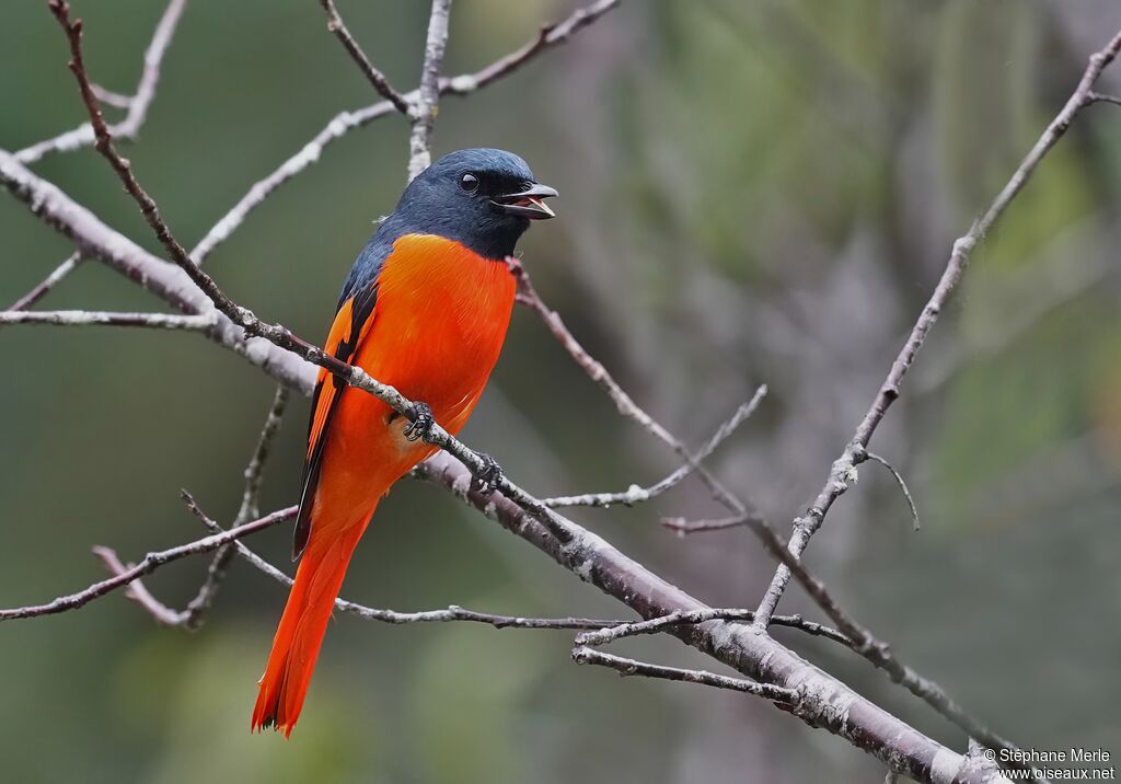 Minivet écarlate