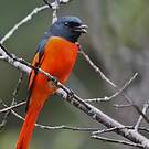 Minivet écarlate