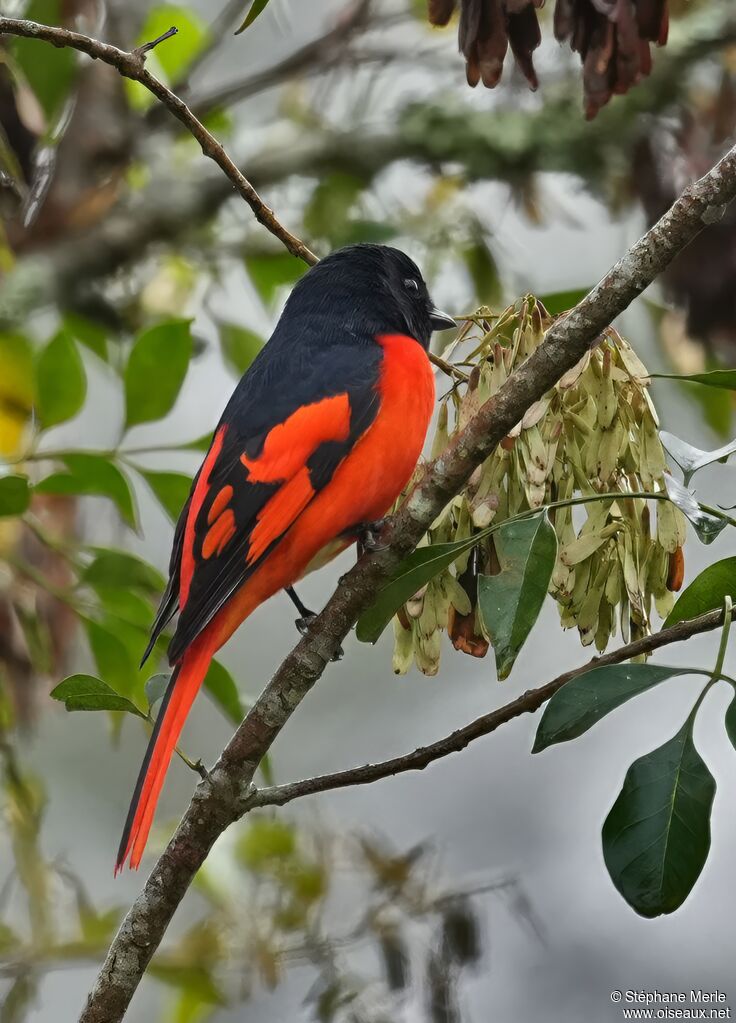 Minivet écarlate