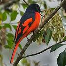 Minivet écarlate