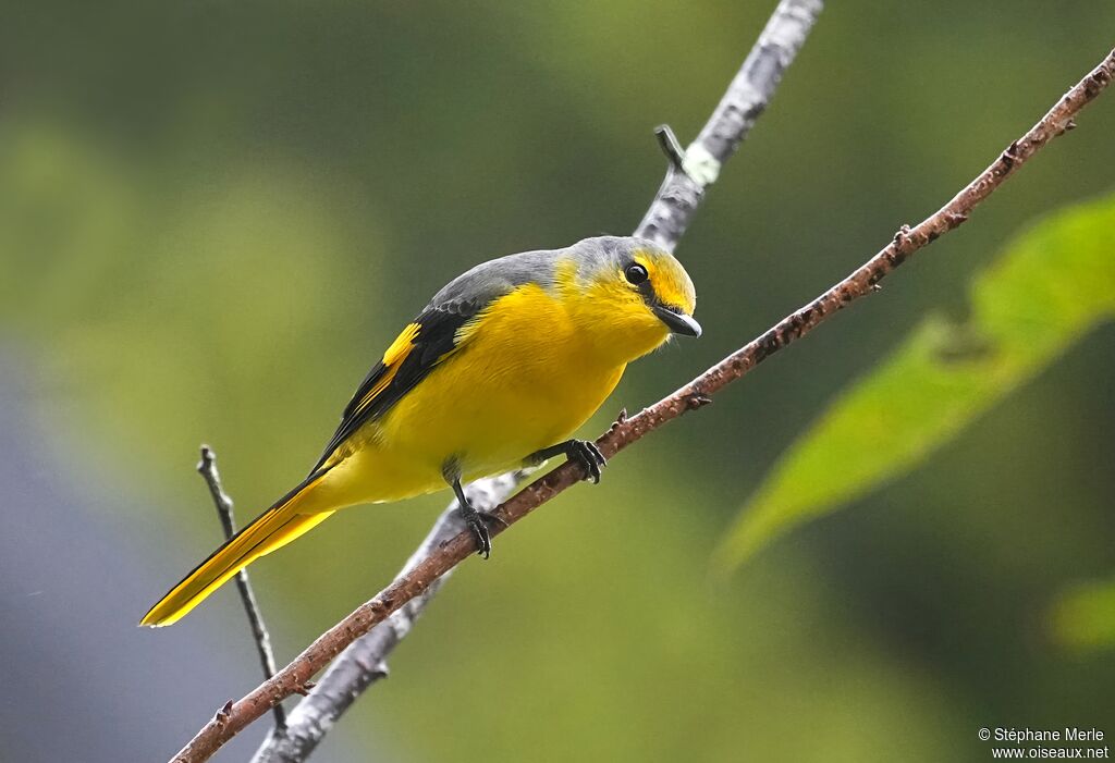 Minivet écarlate