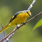 Minivet écarlate