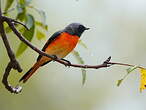 Minivet oranor