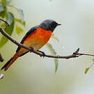 Minivet oranor