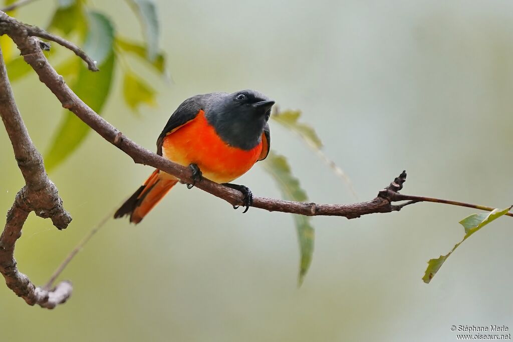 Minivet oranor mâle