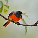 Minivet oranor
