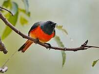 Minivet oranor