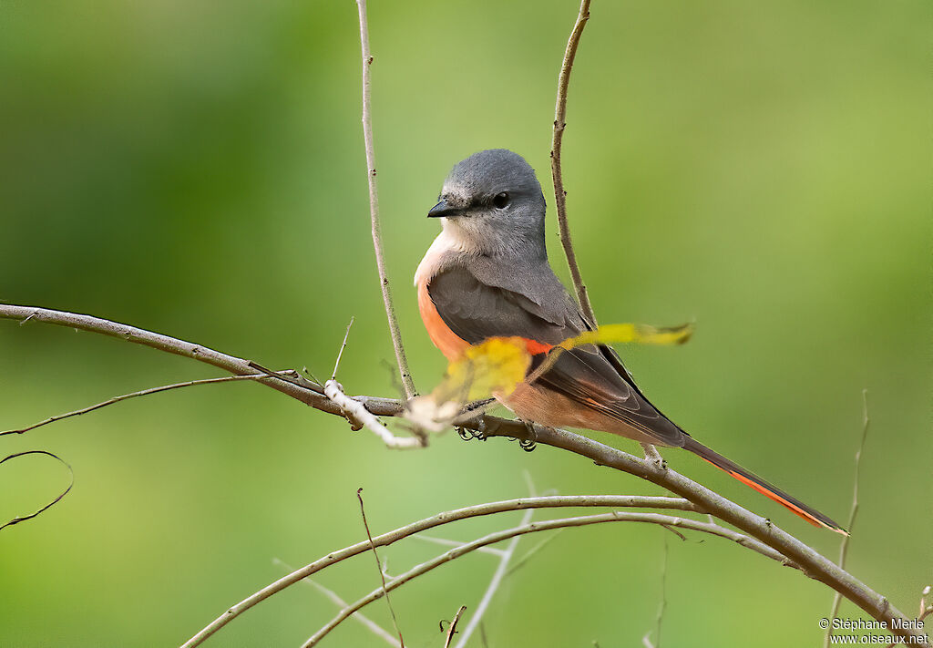 Rosy Minivet male adult