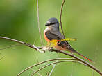 Minivet rose
