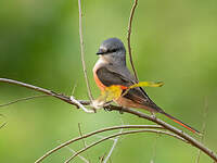 Minivet rose