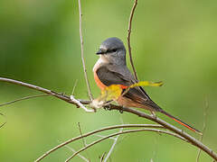 Rosy Minivet