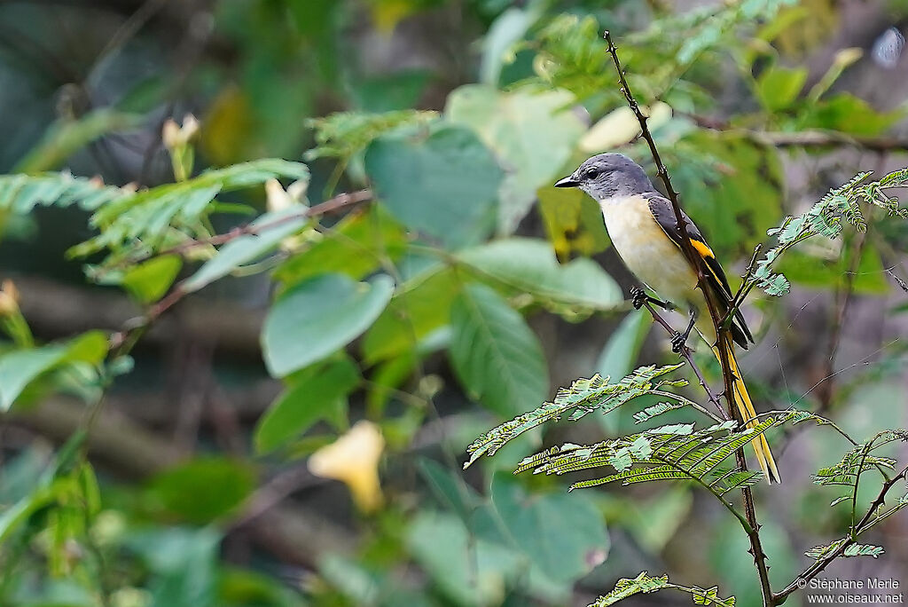 Minivet rose femelle adulte