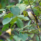Minivet rose