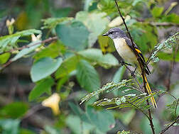 Minivet rose