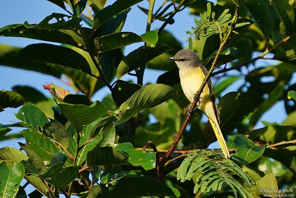 Minivet rose femelle adulte