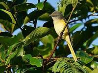 Minivet rose