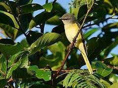 Rosy Minivet