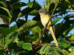 Minivet rose